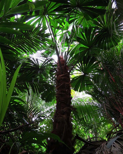 Le Licuala ramsayi planté en 2010 commence a développer ses roues dans le ciel!.jpg