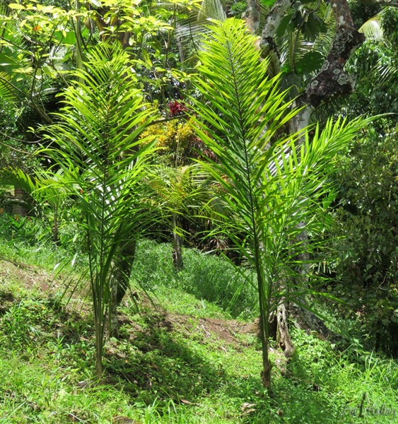 2 Syagrus amara, les enfants du pays, plantés en 2012 et 2013.!.jpg