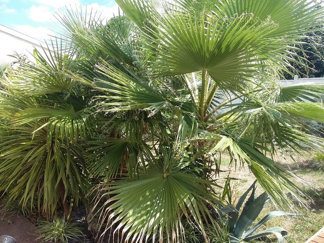 Washingtonia (2).jpg