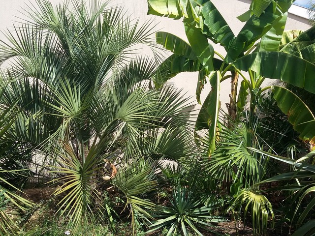 Butia Capitata.jpg