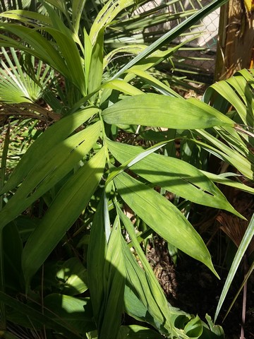 Chamaedorea microspadix.jpg