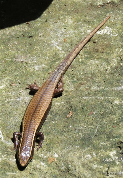 Ses pattes courtes, sa longue queue, sa peau écailleuse et son déplacement sinueux peuvent le faire confondre avec un petit serpent. Son nom local chofé-soleil..jpg