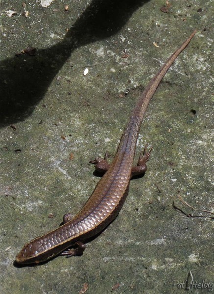 Gymnophtalmus pleei (famille des gymnophthalmidae). Endémique des Petites Antilles. Il se trouve toujours aux alentours de la véranda sur la dalle de ciment qui se trouve au soleil. Il est rare!.jpg