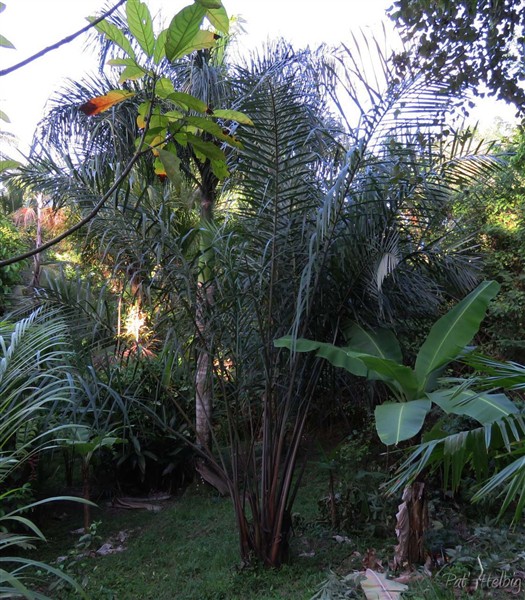 Le Raphia cespiteux aux stipes souterrains planté en 2011..jpg