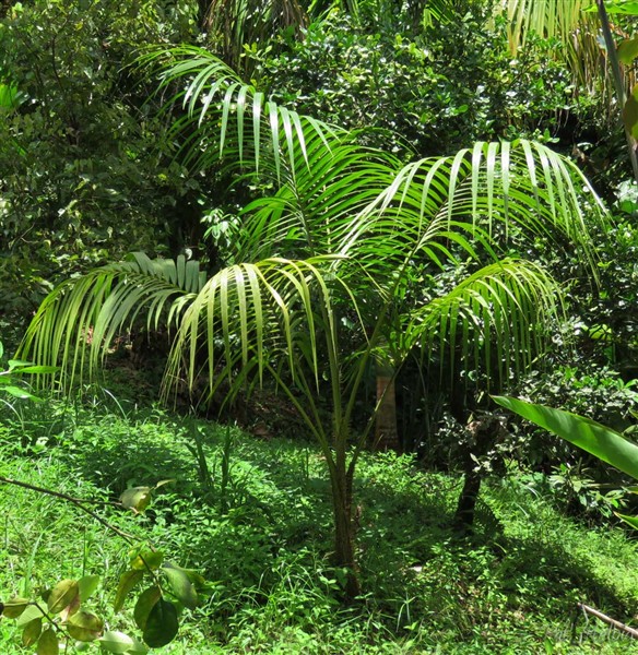 Le Deckenia nobilis planté à la fin de l'année 2013..jpg