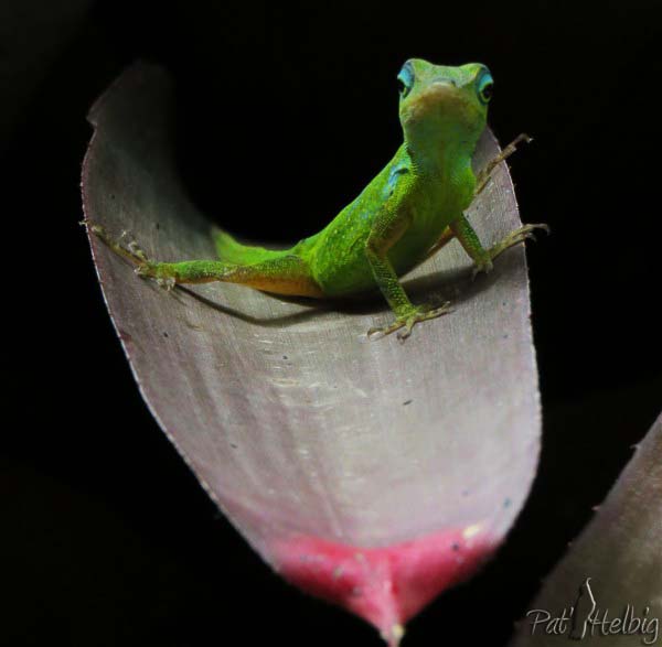 Bien fardé pour la pose photo sur une feuille de Bromeliacées..jpg