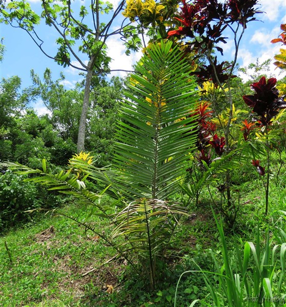 L'Allagoptera caudescens aux palmes atypiques, planté en mai 2013, pousse assez lentement....jpg