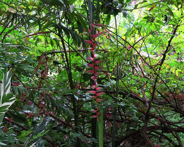Heliconia Chartacea ( rose sexy).jpg