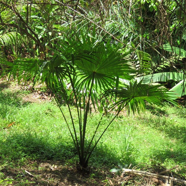 Le Livistona spéciosa planté en avril 2013 a eu un début assez lent..jpg
