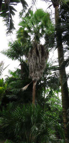 Le Washingtonia robusta planté il y a 14 ans dépasse en hauteur tous les autres palmiers.jpg