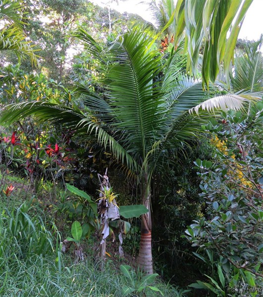 Le Satakentia liukiuensis planté en avril 2013.jpg