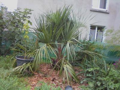 Butia capitata