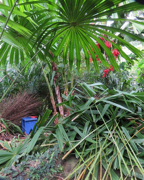 Un bon habillage du Licuala paludosa une fois l'an pour dégager les autres palmiers.jpg