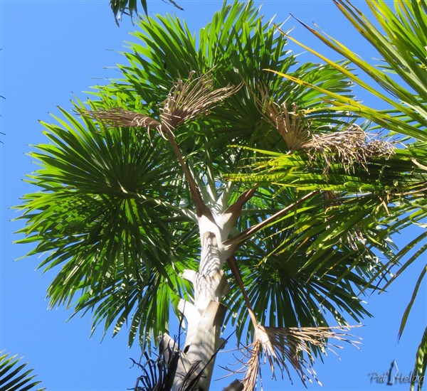 Alors pas de doute...Un Mauritiella aculeata....jpg