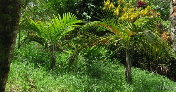 Deux  Nephrosperma vanhoutteanum plantés respectivement en 2013 et 2011..jpg