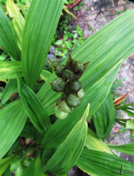 Une inflorescence qui ne va pas tarder à s'ouvrir - L'orchidée Peristria elata. Malheureusement, la fleur de l’Espíritu Santo, fleur nationale du Panama, est très recherchée et se trouve en voie de disparition.jpg