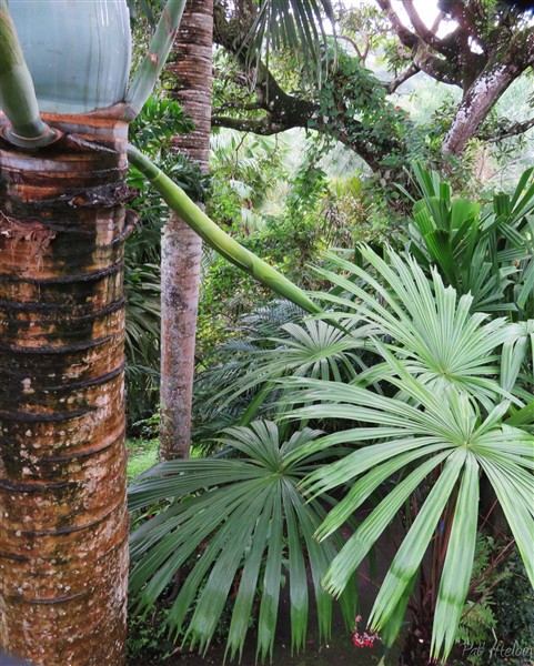 Palmique! Les feuilles du Licuala distans sont mes préférées!.jpg