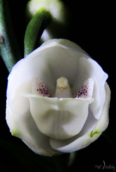 C'est une colombe prête à s'envoler de son nid!! Fleur de l'Esprit Saint que représente la colombe. La fleur dégage un parfum agréable..jpg