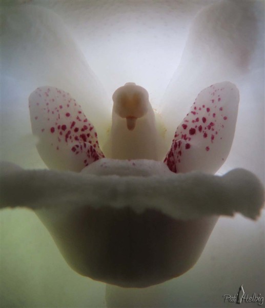 l'intérieur de la fleur de l'orchidée Peristria elata ce midi..jpg