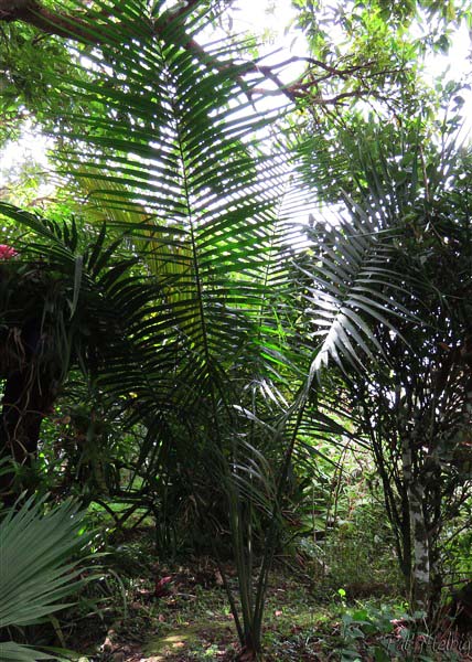 L'Heterospathe cagayensis, palmier de sous-bois sans stipe aérien,planté en 2013.jpg