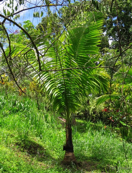 Le Neoveitchia storckii planté fin 2011..jpg