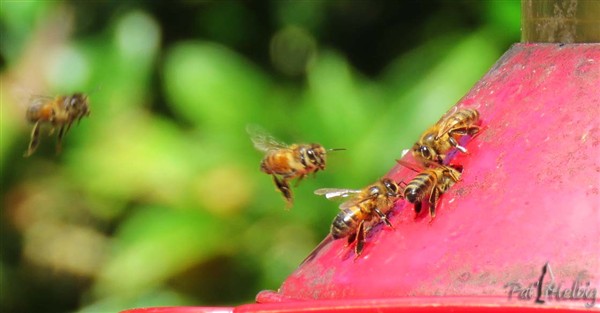 Les abeilles sont folles de sirop et me suivent à la cuisine lorsque je rempli l'abreuvoir destiné aux oiseaux! Jamais une ne m'a piqué..jpg