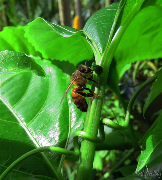 L'abeille de Martinique.jpg