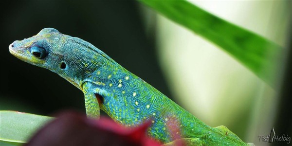 L'anolis n'est plus à présenter! Il change de couleur suivant son habitat. J'en ai sous la maison qui sont brun....jpg