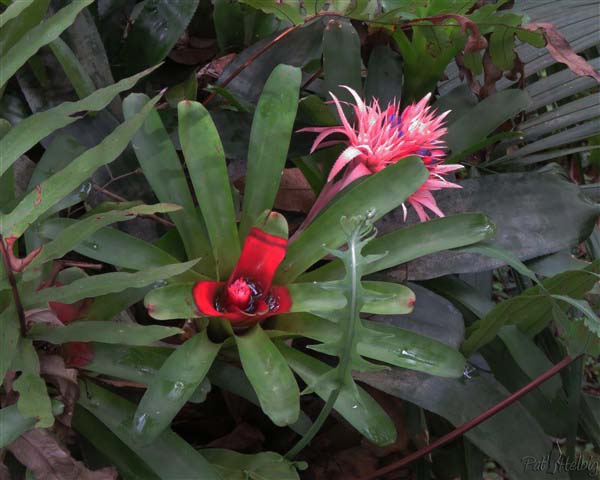 Des Bromeliacées en fleur..jpg