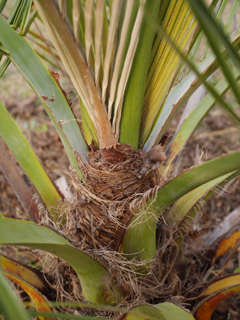 zoom sur la base de la palme sèche