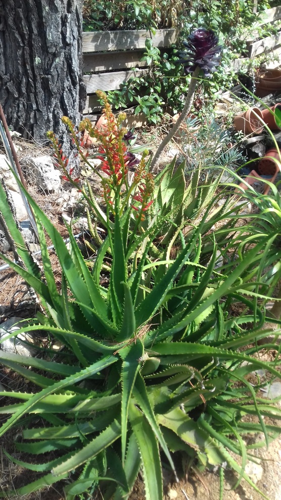 aloe_sp_inflo.jpg