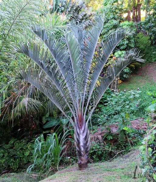 Un Dypsis decaryi planté en 2014.C'est à cette  taille qu'il est le plus beau!.jpg