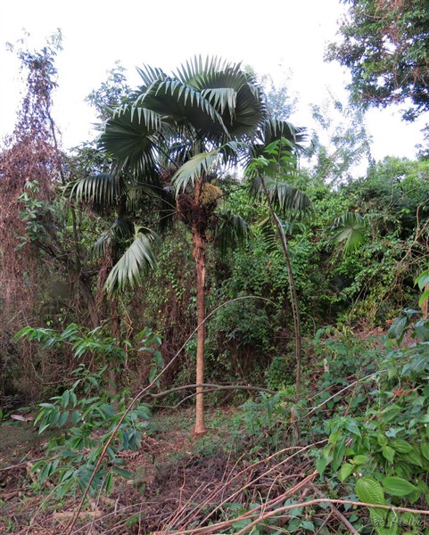 Un Coccothrinax barbadensis naturel  repris à la jungle!.jpg