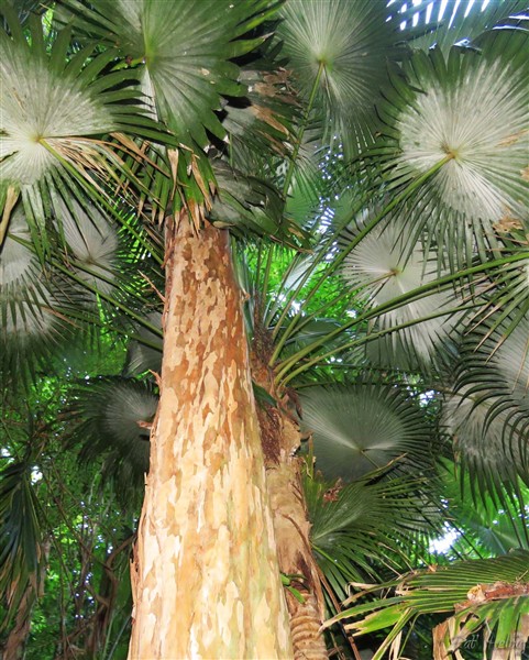 En fôret, concurrence entre un bois d'inde et un Coccothrinax barbadensis..jpg