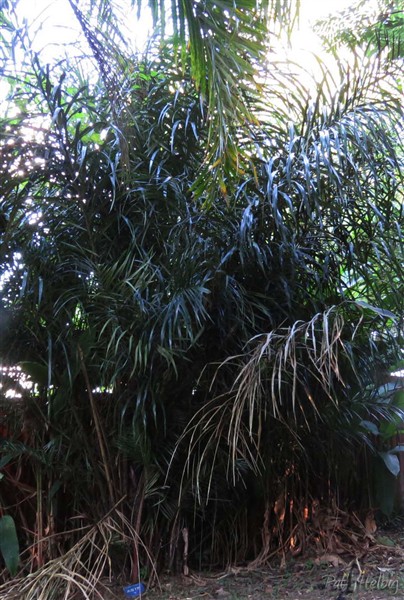 L'Astrocarium vulgare ou Awara planté en 2011..jpg