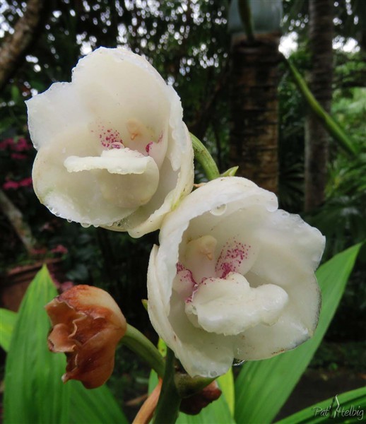 Les dernières fleurs de la hampe du Peristria elata.Les colombes restent à l'abri d'une petite pluie qu'a bien voulu nous laisser Isaac!.jpg