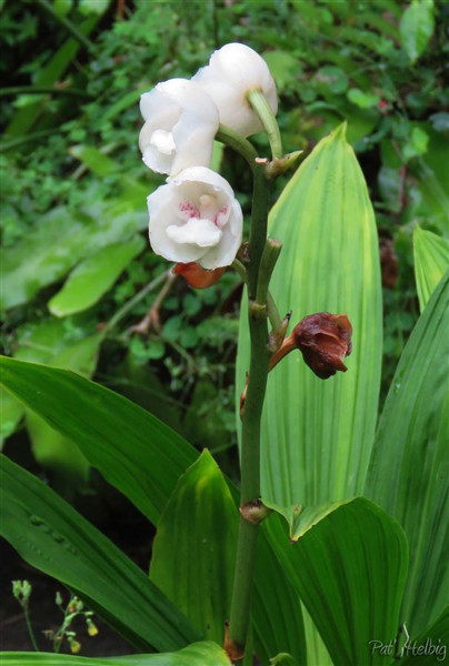 La hampe du Peristria elata, Orchidée de l'Esprit Saint originaire de Panama..jpg