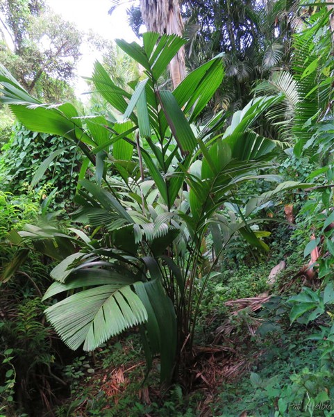 Le Manicaria saxyfera planté le 11 12 2013 a un double pied..jpg