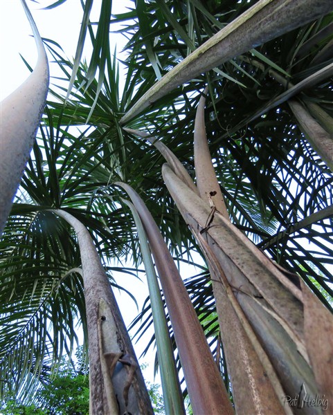 Pétiole impressionnant du Raphia manbillensis otedoh-feuilles de 8 mètres!.jpg