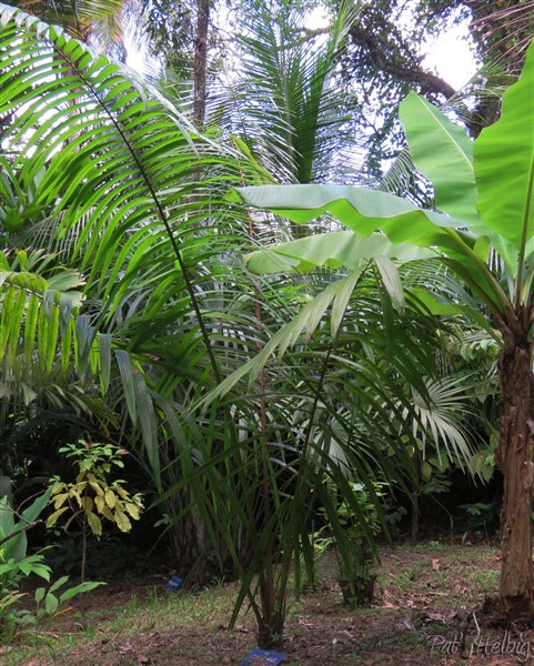 Oenocarpus bacaba planté en 2013.jpg