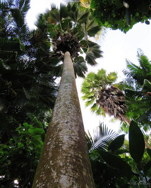 Le Pritchardia pacifica planté le 30 11 2000..jpg