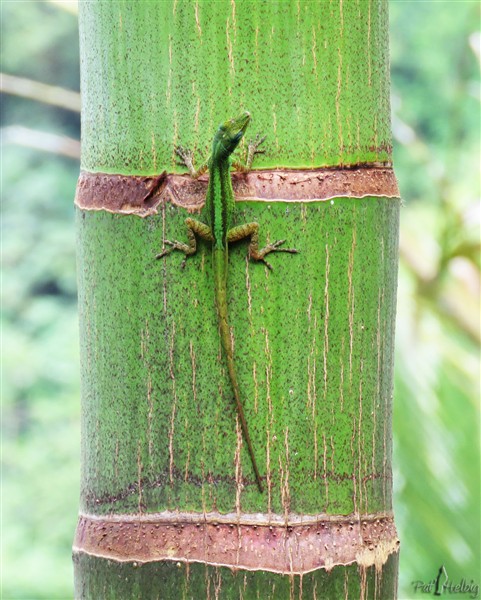 L'anolis  adore les stipes et les  lances!.jpg