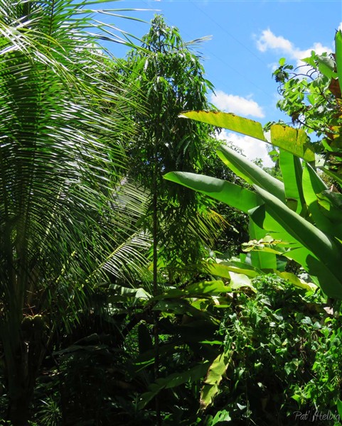 L'arbre à mât planté en 2001 Polyalthia longifolia (Annonacées) est fréquemment planté près des temples hindous et le long des façades dans certaines villes des Indes pour atténuer le bruit et la pollution!.jpg