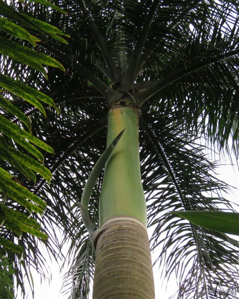 1ère spathe sur le Roystonea oleracea de 8 ans..jpg