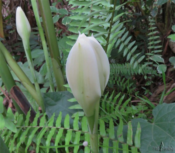 Les premières fleurs de roses de porcelaine blanches vont s'ouvrir!.jpg