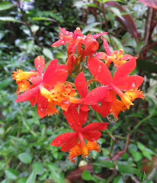 Une orchidée epidendrum.jpg