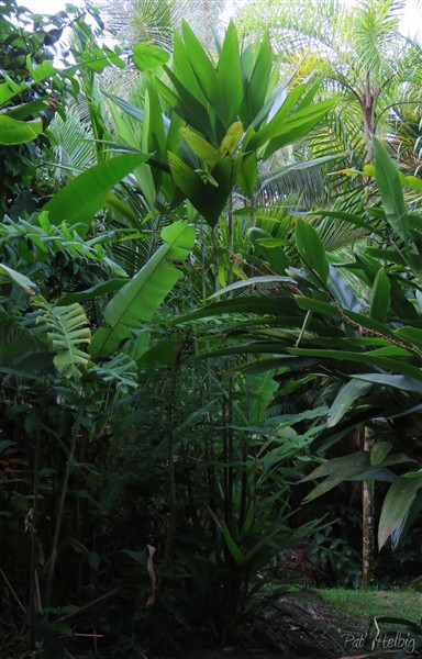 , Dypsis procera planté en 2013.jpg