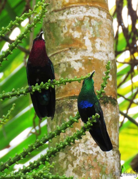 Le colibri madère et le colibri fal vert en bonne entente..jpg