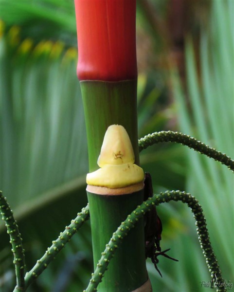 Une curieuse minuscule spathe d'ivoire qui va développer une grande inflorescence!.jpg