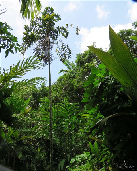 Le Dypsis pinnatifrons planté fin 2012, un frêle palmier qui a bien résisté aux vents jusqu'à ce jour!.jpg